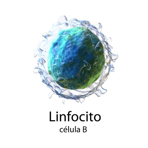 linfocito b